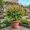 Abelia Francis Mason Plant (2L Pot)