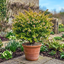 1 Large Plant - Abelia Francis Mason, Ready to Plant in Your Garden, 2L Pot