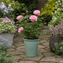 3Ltr Pink Patio Rose Bush, Outdoor Garden Ready, Pots