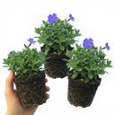 Aubrieta Kitte Blue Plants (Set of 3 or 6)