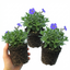 Set of 3 or 6 Large Plants - Aubrieta Kitte Blue, Ready to Plant in Your Garden, 1L