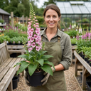 Digitalis Hanabee Pink Foxglove Plants