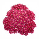 Achillea Millefolium Cerise Queen Plants (Set of 3 or 6)
