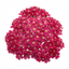 Set of 3 or 6 Achillea Millefolium Cerise Queen Plants, Hardy Pink Yarrow, Summer Flowering Perennial, Outdoor Garden Ready, 1 Litre / 11cm Root-Ball