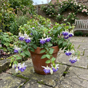 3 Trailing Fuchsia Blue Angel Plants, Blue & White Flowers, Summer Bedding, 10.5cm Pots