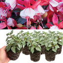 Set of 3 or 6 Large, Outdoor Garden Ready Plants - Fuchsia Bella Hilda (Pink & White)