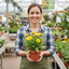 Set of 3 or 6 Garden Ready Plants – Calendula ‘Fiesta Yellow’, Ready to Plant