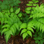 1 Large, Outdoor Garden Ready Plant - Holly Fern Cyrtomium Fortunei, 2L Pot