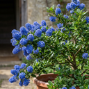 Ceanothus Concha Plant (5L Pot)