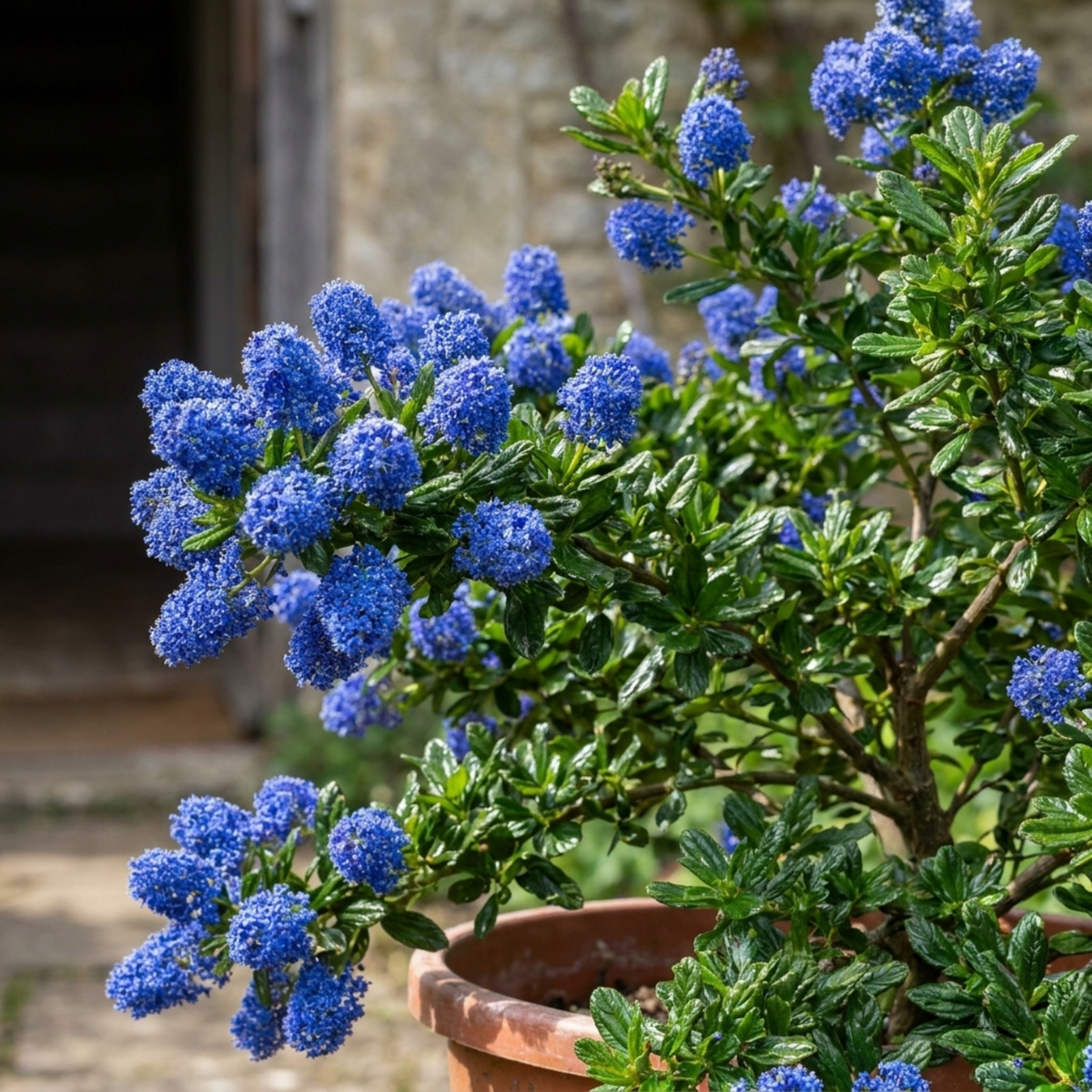 Ceanothus 'Concha' (Californian Lilac) – Evergreen Shrub (7.5L Pot)