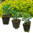 Euphorbia Robbiae Plants (Set of 3 or 6)