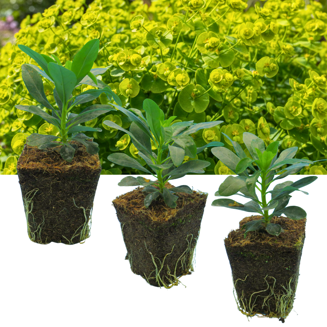 Euphorbia robbiae (Mrs Robb's Bonnet) – Evergreen Ground Cover (Set of 3 or 6)