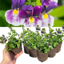 Nemesia Nuvo Blue Bicolour Plants (Set of 3 or 6)