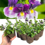 Set of 3 or 6 Large Plants - Nemesia Nuvo Blue Bicolour, Ready to Plant in Your Garden