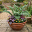 Set of 3 or 6 Cyrtomium Fortunei Holly Fern Plants, Hardy Evergreen Shade Loving Perennial Ferns, Outdoor Garden Ready, 1 Litre / 11cm Root-Ball