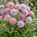 Knautia Macedonica Melton Pastels Plants (Set of 3 or 6)
