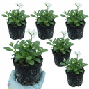 Arabis Aubris White Plants (Set of 3 or 6)