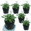 Set of 3 or 6 Large Plants - Arabis Aubris White, Ready to Plant in Your Garden, 1L