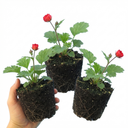 Geum Mrs Bradshaw Plants (Set of 3 or 6)