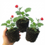 Set of 3 or 6 Geum Mrs Bradshaw Hardy Perennial Plants, Scarlet Red Double Cottage Garden Flowers, Outdoor Garden Ready, 1 Litre Root-Ball