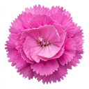 Cottage Pink Dianthus Pink Celebration Plant (5L Pot)