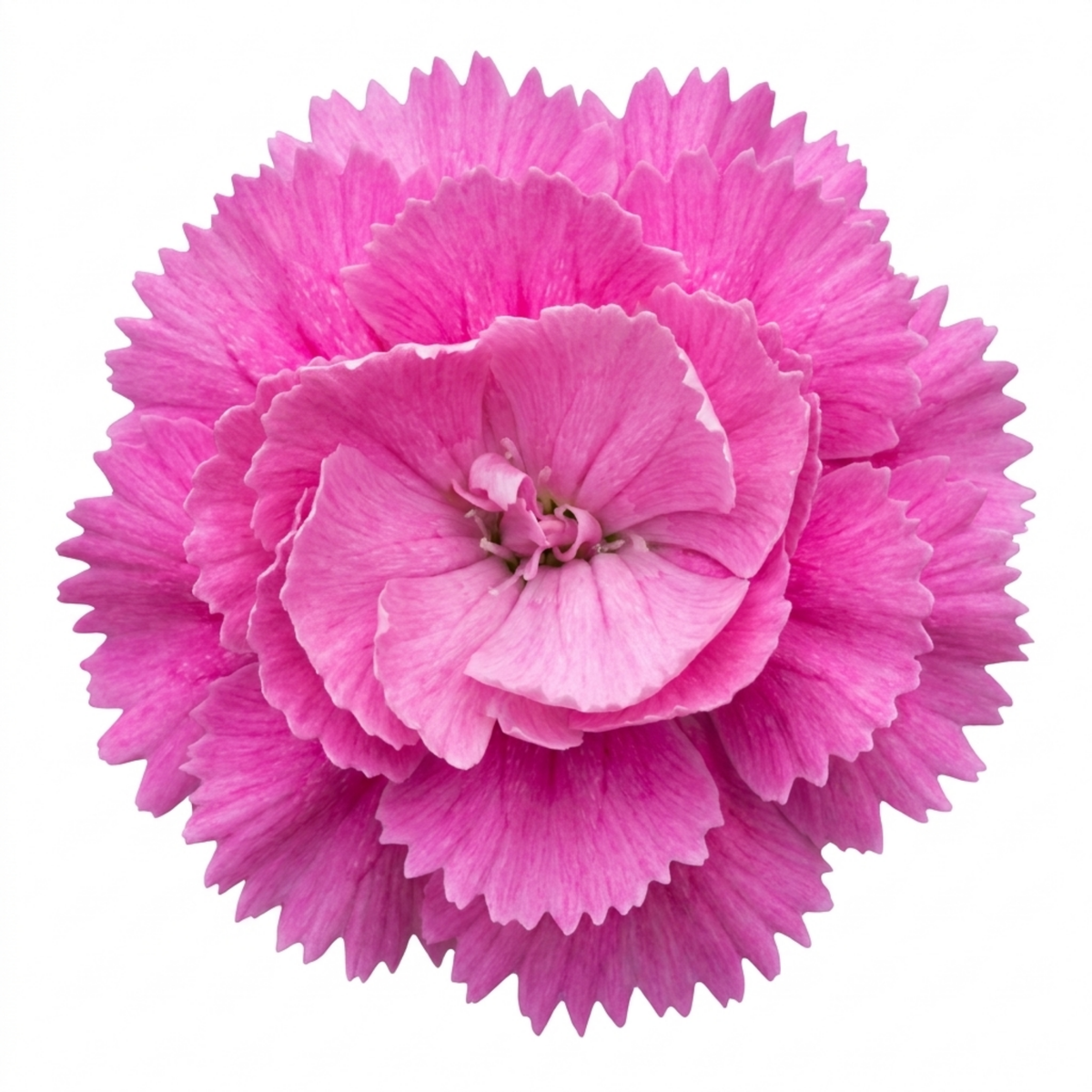 Dianthus 'Pink Celebration' (Cottage Pink) – Fragrant Hardy Perennial (5L Pot)