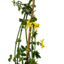 Jasminum nudiflorum Plant (2L Pot)