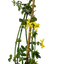 1 Live Outdoor Garden Ready Winter Jasmine Plant - Jasminum nudiflorum, 2L Pot