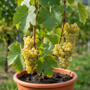 Grape Vine Vitis Exalta White Plants