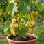 1 Grape Vine Vitis Exalta White Plant, Hardy Outdoor Garden Ready, 3 Litre Root-Ball