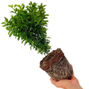 Euonymus Green Spire Plant (2L Pot)