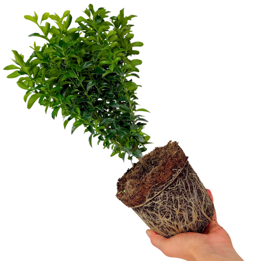 Euonymus 'Green Spire' – Upright Evergreen Shrub (2L Pot)