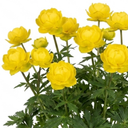 Trollius Lemon Queen Globeflower Plants