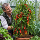 Tomato Totem Plants
