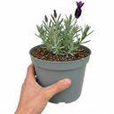 Lavender Essence Purple Plants