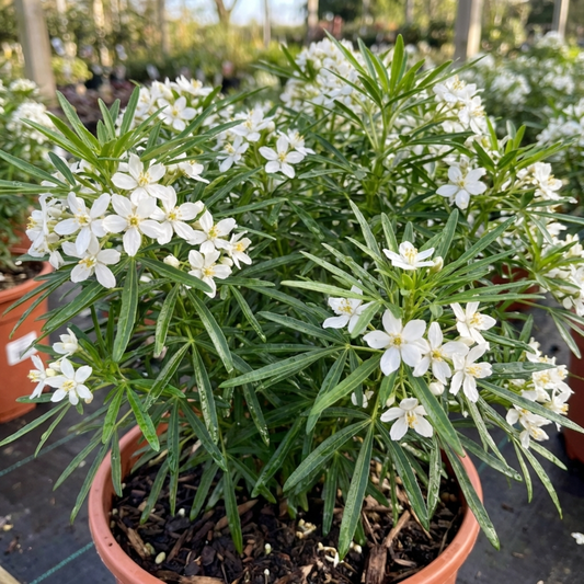 Choisya in a terracotta pot smothered in white star-shaped flowers above narrow glossy green leaves