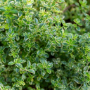 Thyme Lemon Variegated Plants (Set of 3 or 6)