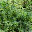 Thyme Lemon Variegated