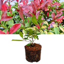 Photinia Red Robin Plant (2L Pot)