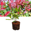 1 Large Plant - Photinia Red Robin, Ready to Plant in Your Garden, 2L Pot