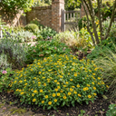 Sanvitalia Santiago Bright Yellow Plants (Set of 3 or 6)
