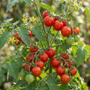 Growers Selection Cherry Tomato Patio Plants (Set of 3 or 6)