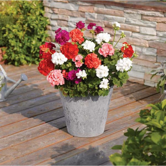 Geranium Toscana Dolce Vita Emma or Smart Lenja (Pelargonium) – Upright Zonal Bedding (Set of 3 or 6)
