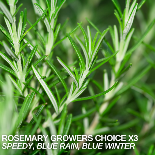 Rosemary Growers Choice Mix – Evergreen Culinary Herb (Set of 3 or 6)
