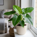 Philodendron Imperial Green Plants