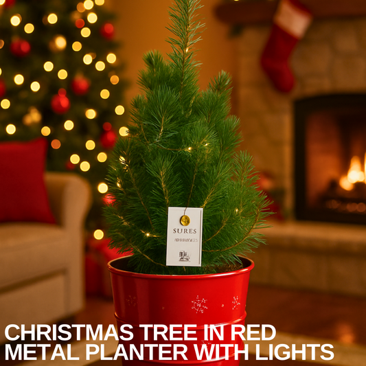 Small living Christmas tree in a red metal planter with fairy lights, beside a lit fireplace