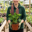 Lupin Manhattan Lights Plants