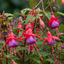 1 Large Plant - Upright Fuchsia Fuchsita Red & Lavender, Outdoor Garden Ready