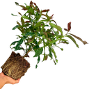 Viburnum Coppertop Plant (3L Pot)
