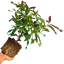 1 Large Plant - Viburnum Coppertop, Ready to Plant in Your Garden, 3L Rootball
